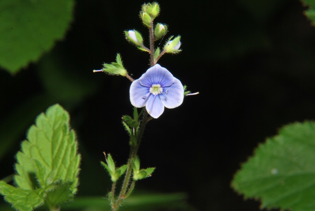 Veronica chamaedrys